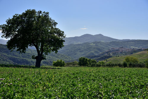 Garaguso