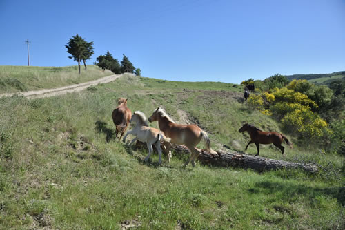 Paesaggio Lucano - Garaguso