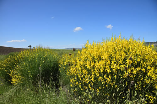 Paesaggio Lucano - Garaguso