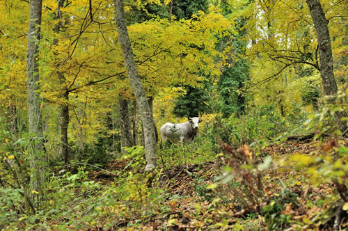 Parco Gallipoli Cognato Piccole Dolomiti Lucane