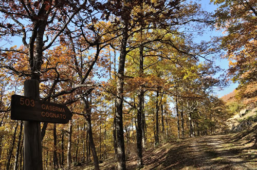 Parco Gallipoli Cognato Piccole Dolomiti Lucane