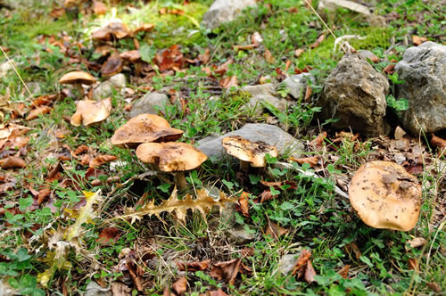Parco Gallipoli Cognato Piccole Dolomiti Lucane
