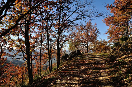 Parco Gallipoli Cognato Piccole Dolomiti Lucane