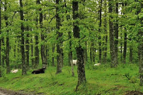 Parco Gallipoli Cognato Piccole Dolomiti Lucane