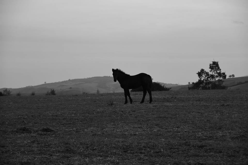 Il Paesaggio Lucano